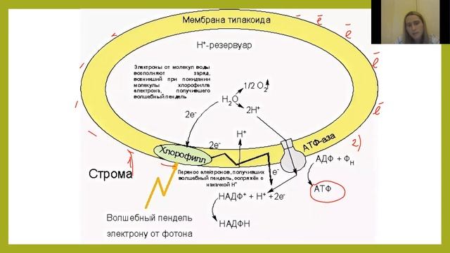 Фотосинтез. Световая фаза.