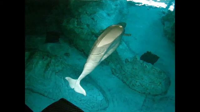 Spain Barselona-Valencia-Girona-Lloret De Mar Foto смотреть онлайн