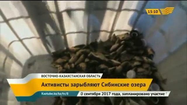 Активисты зарыбляют Сибинские озера в Восточном Казахстане смотреть онлайн
