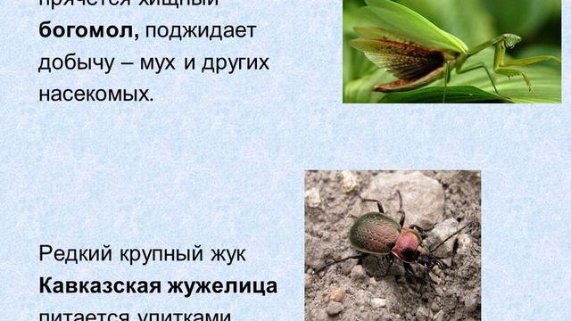 Природа Черноморского побережья Кавказа