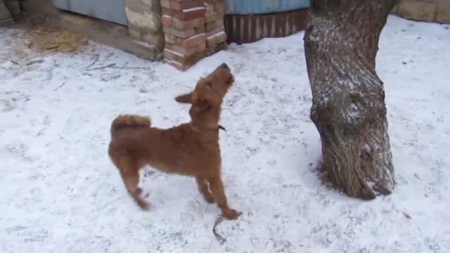 Irish terrier 1 - Ирландский терьер 1 смотреть онлайн