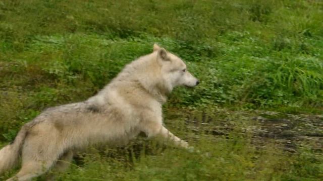 Причина, по которой волчица напала на девушку, заставит вас гордиться ей! смотреть онлайн