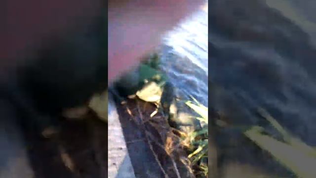 поповские пруды ,наловил мешок карпа.еле увез!!!рыбалка на Поповских прудах. смотреть онлайн