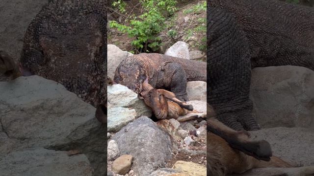 Today's special is the newest Komodo dragon смотреть онлайн