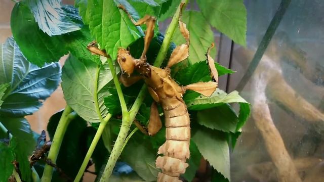 Австралійська страшилка | Паличник Маклея | Extatosoma tiaratum смотреть онлайн