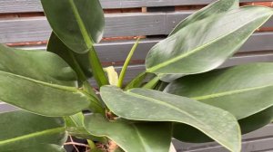 55cm Philodendron Martianum | Fat Boy | Rare House Plant | 19cm Pot | 55cm Height