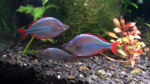 Радужница неоновая (Melanotaenia praecox)