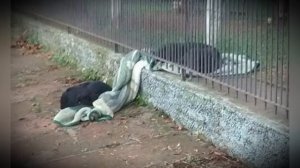 СОБАКА ТАЩИЛА ОДЕЯЛО НА УЛИЦУ. КОГДА ХОЗЯЙКА УВИДЕЛА, ЗАЧЕМ ПЕС ЭТО ДЕЛАЕТ, ЕЛЕ СДЕРЖАЛА СЛЕЗЫ