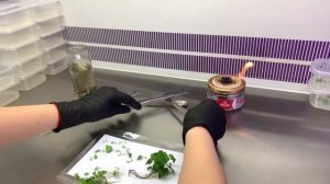 Черенкование малины в лаборатории