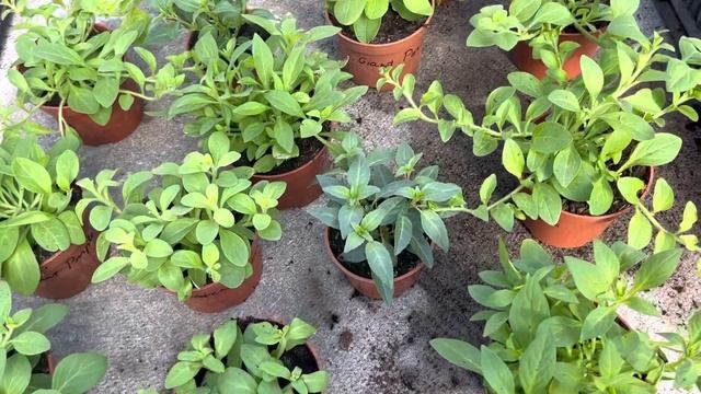 Купила еврочеренки сурфинии. Не такие ,как обычно. смотреть онлайн