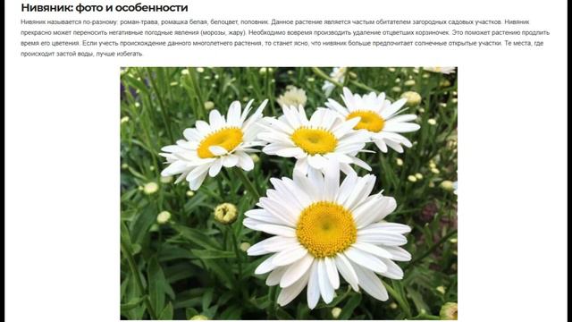 Как вырастить многолетние цветы самой для дачи?🏡🏕🪁💖