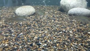 Форель в аквариуме