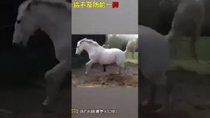 Ужас лошади убил человек с 1 удара??