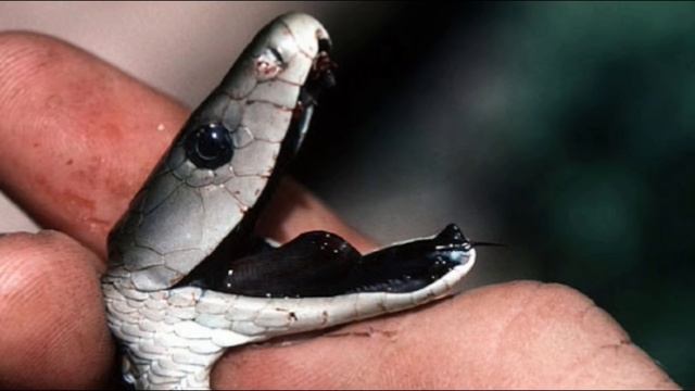 BLACK MAMBA VS KING COBRA - Who Will Win? смотреть онлайн