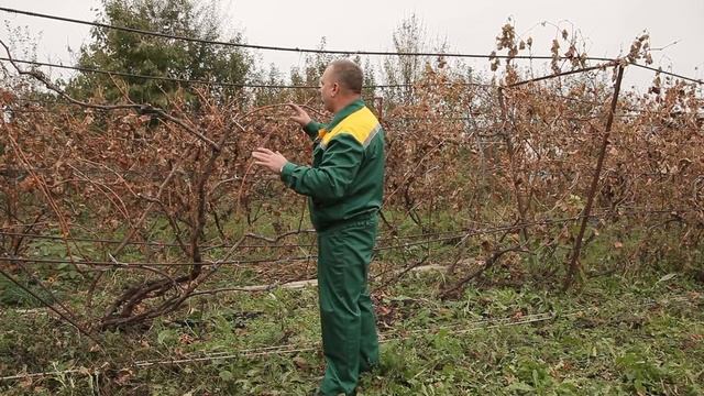 Обрезаем виноград ПРАВИЛЬНО