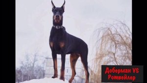 РОТВЕЙЛЕР против ДОБЕРМАНА / КТО ПОБЕДИТ ?