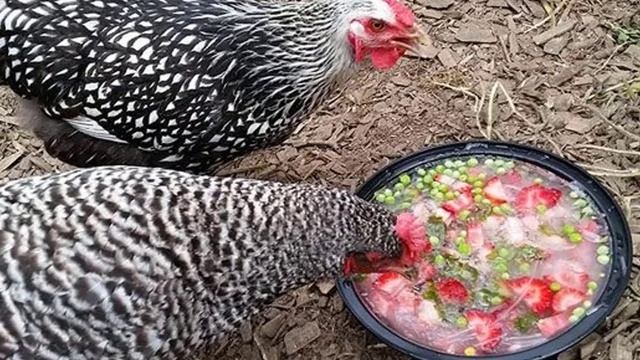 Можно ли кормить кур горохом