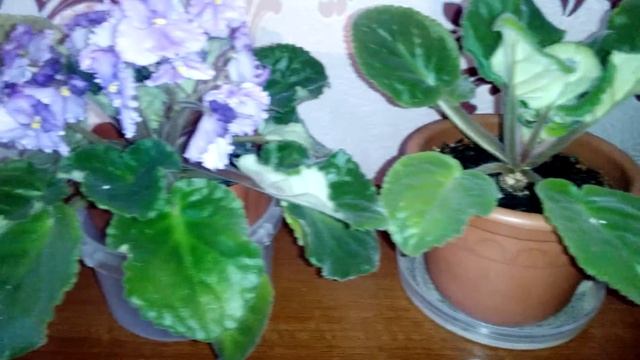 Фиалочки ~ комнатные цветы. Шикарной красоты!!! смотреть онлайн