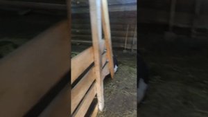 Коровник Стойла, полы и вентиляция в коровнике