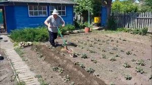 Окучиванте картошки ручным окучником.