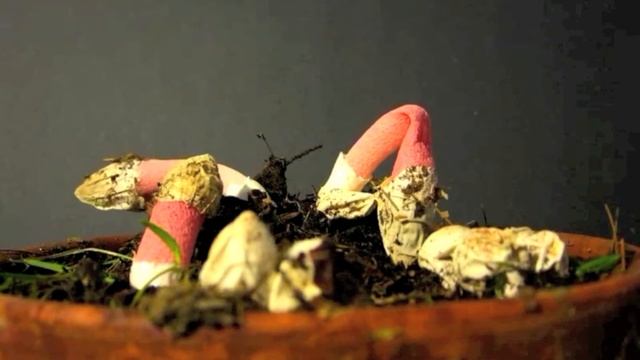 Stinkhorn time-lapse смотреть онлайн