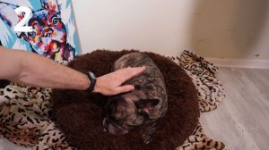 5 Жестов ФРАНЦУЗСКОГО БУЛЬДОГА, которые должен знать каждый ХОЗЯИН