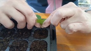 Вегетативные георгины!!! Черенкование!!!🔪😋