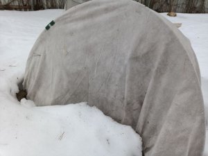 РОЗЫ. ВЕСНА В ПОДМОСКОВЬЕ