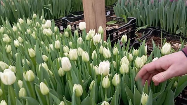 Какие пионовидные тюльпаны выбрали мы? смотреть онлайн