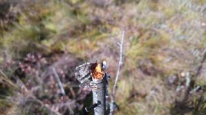 Паук-крестовик Araneus diadematus