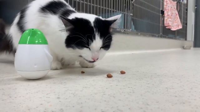 Cleveland APL Pet of the Weekend: An affectionate cat named Karen смотреть онлайн