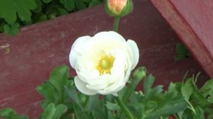 Цветение лютиков - 2017