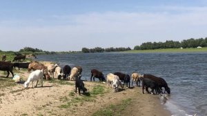 Рыбалка как музыка для души / Один на реке полной рыбы