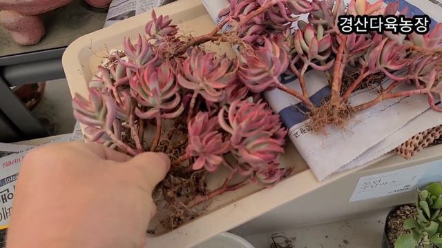 초보 다육맘 모두가 금손이 되는 그날까지 쭉 ~ -경산다육 교육방송 succulent farm смотреть онлайн