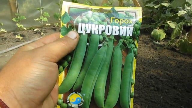 Что посадить в Августе и Сентябре?