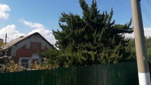 Можжевельник виргинский (?) интересная форма взрослого растения?