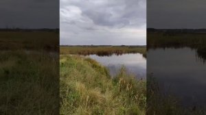 Охота с ирландским сеттером, осень 2021г.
