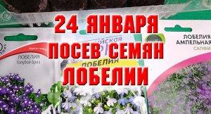 24 января. Посев семян лобелии