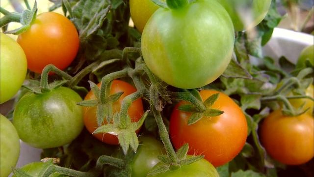 САМЫЕ УРОЖАЙНЫЕ СОРТА ТОМАТОВ ДЛЯ ОТКРЫТОГО ГРУНТА 2022 год. Рекомендую всем огородникам! смотреть онлайн