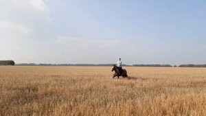 НЕ ВЕРОЯТНО КРАСИВОЕ и СМЕШНОЕ ВИДЕО С ЛОШАДЬЮ!// Funny horse, funny videos//ДЕРЕВЕНСКИЙ БЛОКНОТ