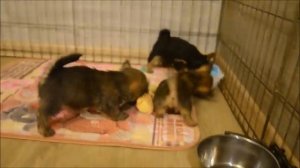 Норвич терьера щенки. Литер "П". П-к "Solven House"