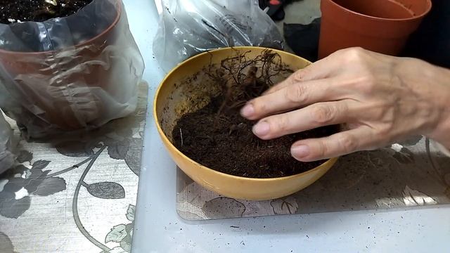 Астильба - посадка в горшки. Садовые растения.