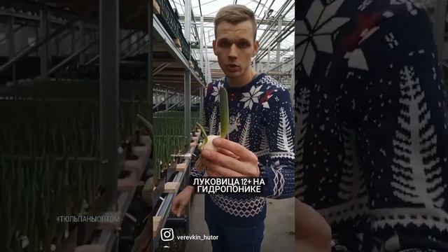 Гидропоника. Срезка тюльпана 2022  #гидропоника #теплица #тюльпаны #веревкинхутор