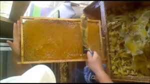 Обрізка медових рамок електроножем Гуслія