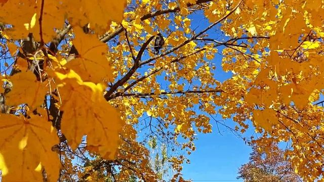 ОСЕННИЕ ЗАРИСОВКИ. AUTUMN SKETCHES смотреть онлайн