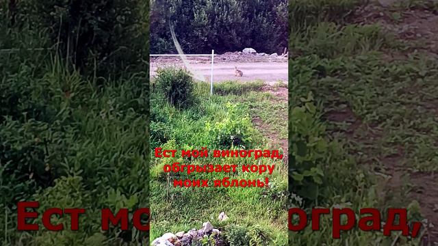 Охотник имеет право на самозащиту!!! #мужскаякаморка #охота #shorts