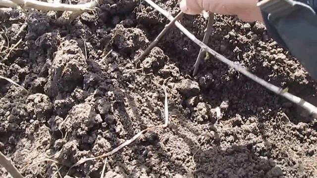 Размножение крыжовника смотреть онлайн