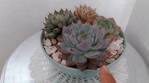 Echeverias blue bird, Lola pink, Fabiola y Ice rose. Maceta 8