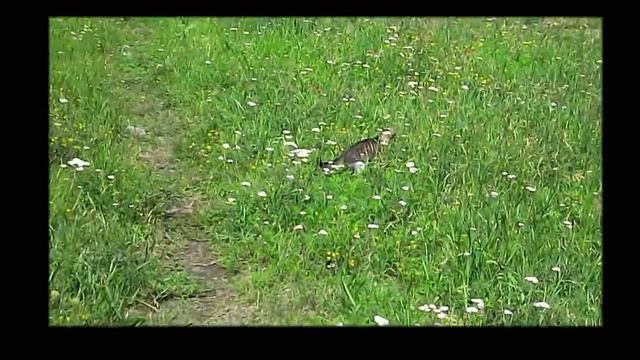 Самые  обычные котята 2 смотреть онлайн