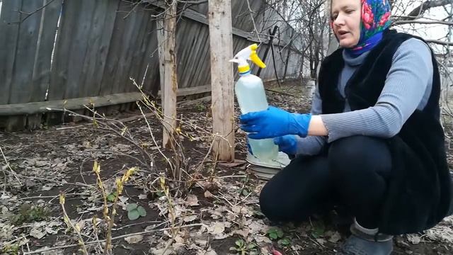 Саженцы красной, черной,белой смородины, обработаем от всех вредителей!!!! смотреть онлайн